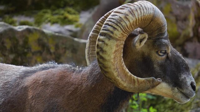 Close up of a male Mouflon head with large horns standing around the forest on a sunny spring day, watching around 