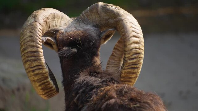 Close up of a male Mouflon head with large horns standing around the forest on a sunny spring day, watching around with view from behind