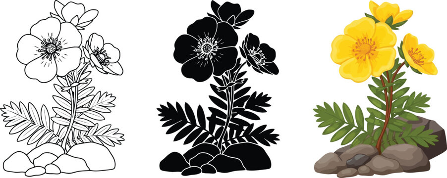 Potentilla plant with vibrant yellow flowers and green leaves depicted in outline silhouette and color vector styles growing on rocks for botanical designs