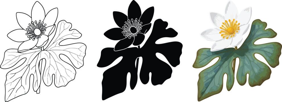 Botanical illustration set of a bloodroot flower and leaf presented in detailed outline solid silhouette and vibrant full-color versions ideal for nature-themed designs