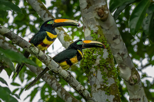 Couple of Many-banded Aracari (Pteroglossus pluricinctus) in Cuyabeno Wildlife Reserve, Amazonia, Ecuador