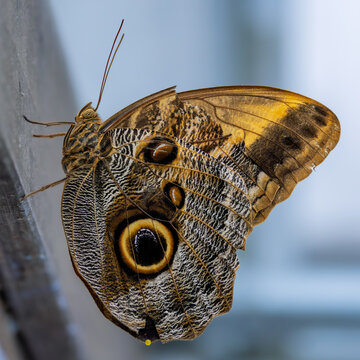 Owl Butterfly with its wings together