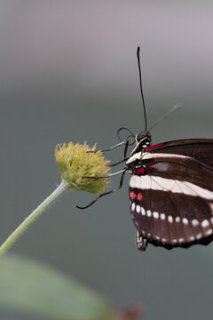 False Zebra Longwing Butterfly on a flower getting nectar