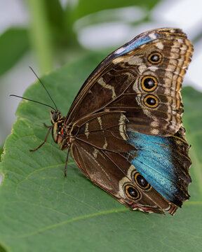Common Blue Morpho with its wings folded and only a little blue showing