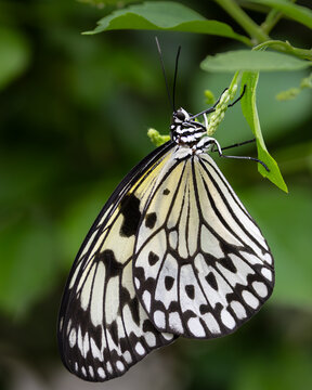A paperkite butterfly getting nectar from a flower with its wings closed