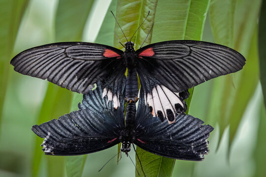 Two Great Mormon Butterfies mating