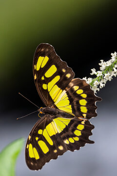 A Malachite Butterfly with its wings spread open