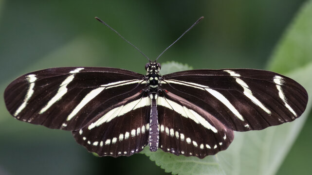 A Zebra Longwing butterfly  with its wings spread