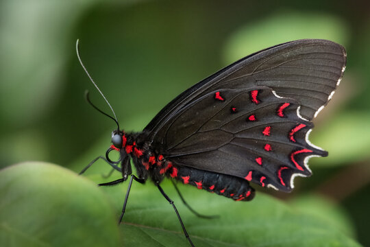 A Pink Rose Butterfly with its wings closed