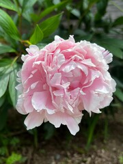 Obraz premium pink rose bush