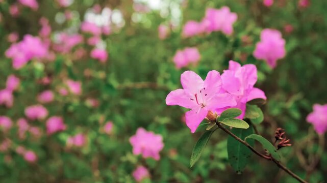 Close-up of swaying in wind rhododendron shrub branches with delicate pink azalea blossoms. Soft bokeh botanical garden background. Spring floral scene. Postcard view of blooming nature. Flower season