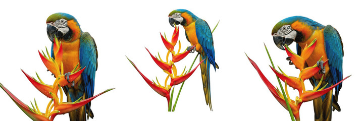 macaw feeding from bright orchid isolated on white background © Joker