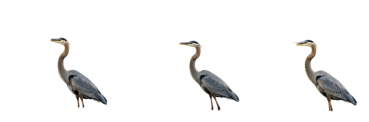 Fototapeta premium Majestic Trio of Great Blue Herons Standing Gracefully in Profile View, High-Resolution Wildlife Image Isolated on Pure White Background for Professional Nature Design and Avian Study