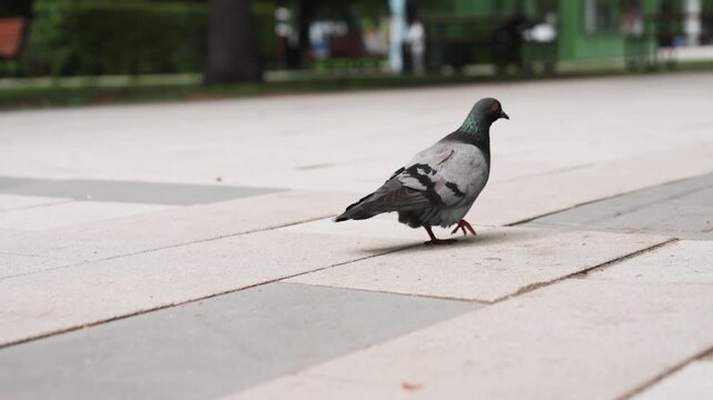 Urban park pigeon walking on pavement, strutting across tiled plaza, pecking for crumbs near bench, slipping under seat, soft bokeh background, overcast light, distant pedestrians, textured concrete,