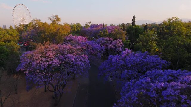 Jacaranda Trees at Chapultepec Park, Mexico City. Sunset.