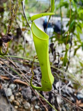 green pitcher plants in the mountainous forests of South Kalimantan