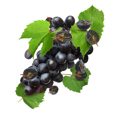 Obraz premium Fresh juicy grapes and green leaves in air on white background