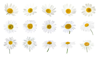 Fototapeta premium Beautiful chamomile flowers isolated on white, set