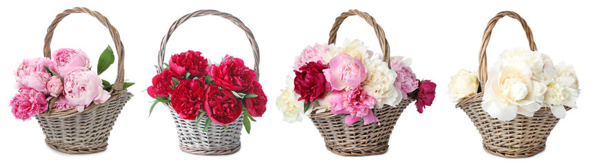 Wicker baskets with fragrant peony flowers on white background, set © New Africa
