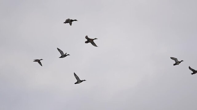 Flock of Mallard 