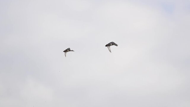 Mallard Duck Flyby