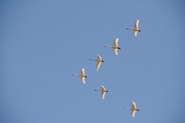 Fototapeta premium Flock of tundra swans in flight in early spring over southern Ontario, Canada.