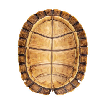 Detailed close-up view of the empty underside of a tortoise shell showcasing its intricate natural geometric patterns, textured surface, and unique biology for various design projects&nbsp;