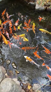 Koi pond with happy kois swimming around, healthy gold and yellow carp fish in a pond