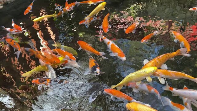 Koi pond with happy kois swimming around, healthy gold and yellow carp fish in a pond