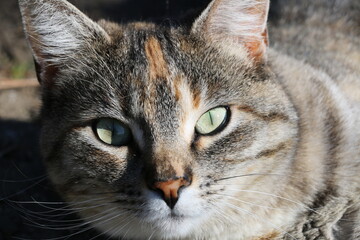 cat portrait © jetking