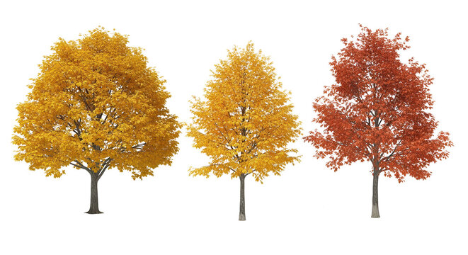 Set of 3 autumn Acer saccharinum (commonly known as silver maple, creek maple, silverleaf maple, soft maple) trees isolated png on a transparent background perfectly cutout