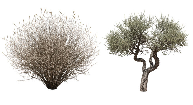 Set of Salsola tragus and Haloxylon ammodendron frontal isolated png in sunny daylight on a transparent background perfectly cutout