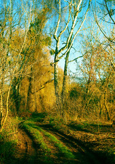 Fototapeta premium Scenic forest path covered with autumn leaves and warm golden sunlight filtering through tall trees. Ideal for nature backgrounds, travel, relaxation, and seasonal concepts.
