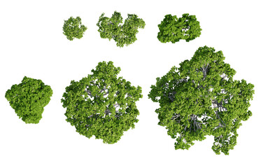 Obraz premium Isolated Ficus carica Tree PNG on Transparent Background, Realistic Top View 3D Plant Landscape Element with High Quality 3D Render Illustration