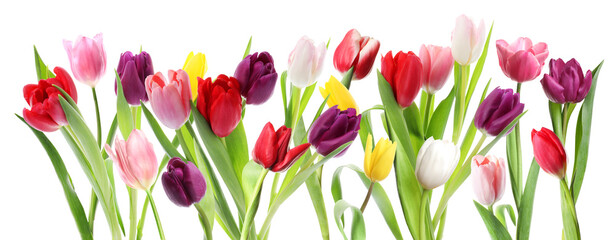 Obraz premium Beautiful tulips in different colors on white background. Many spring flowers