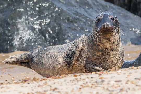 Grey Seal On Horsey Beach - _MG_5621
