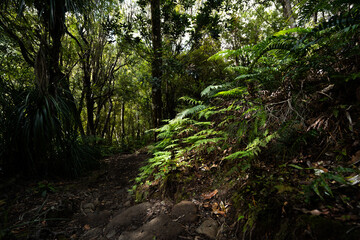 Fototapeta premium fern in the forest