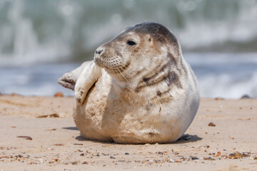 Naklejka premium Grey Seal Pup On Horsey Beach - _MG_5657