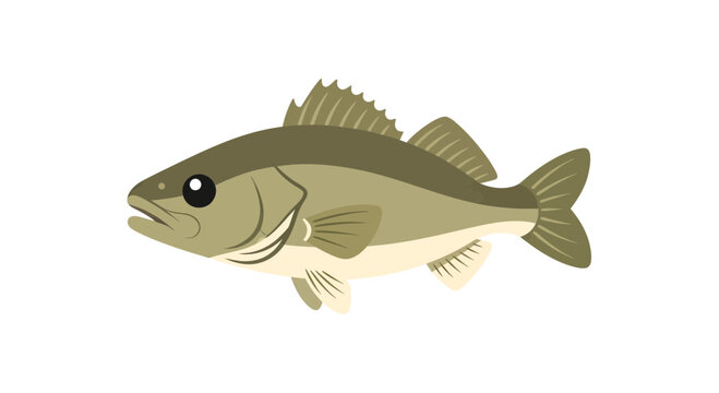 Stylized vector illustration of a walleye fish on an isolated white background