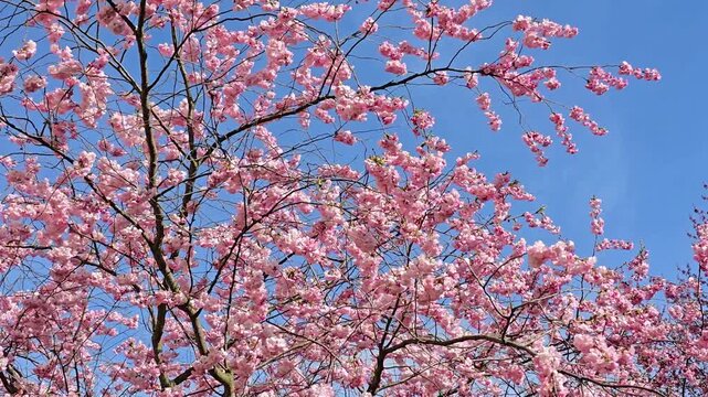 Beautiful pink cherry blossoms in full bloom against a clear blue sky in spring