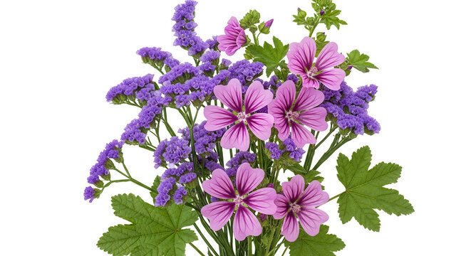 Set of Limonium perezii and Malva sylvestris flowering frontal isolated png on a transparent background perfectly cutout high resolution