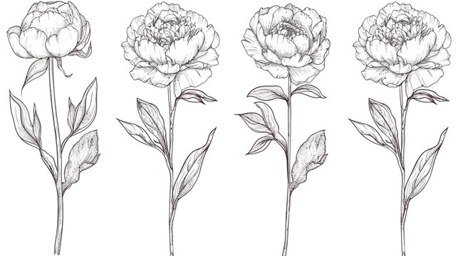 Four sketched peony stems, each with leaves, petals, and shading in delicate strokes