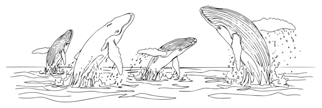 Breaching Whales Jumping from Ocean Water Set Wildlife Nature Sketch for Marine Conservation