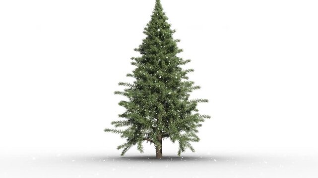 Animation of snow falling over fir tree on white background