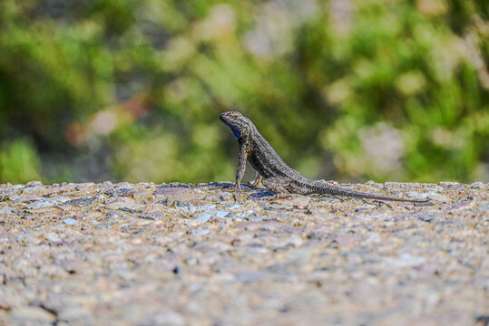 Lizard sunning himself. 