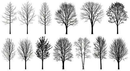 Obraz premium Bare trees with various branch structures and sparse foliage