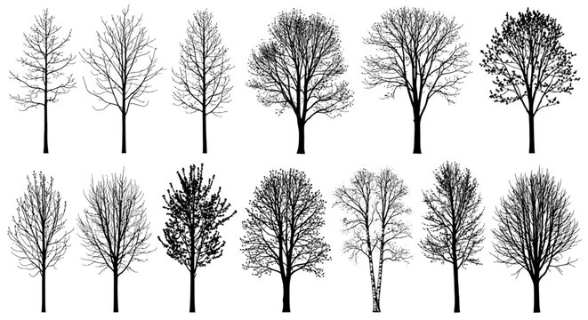 Bare trees with various branch structures and sparse foliage