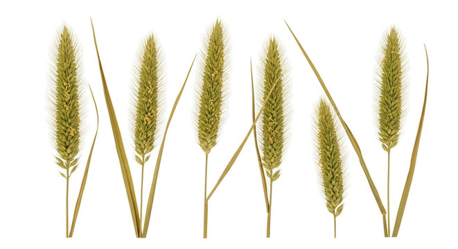 Set of dry Setaria viridis (green foxtail, green bristlegrass and wild foxtail millet) isolated frontal png on a transparent background perfectly cutout