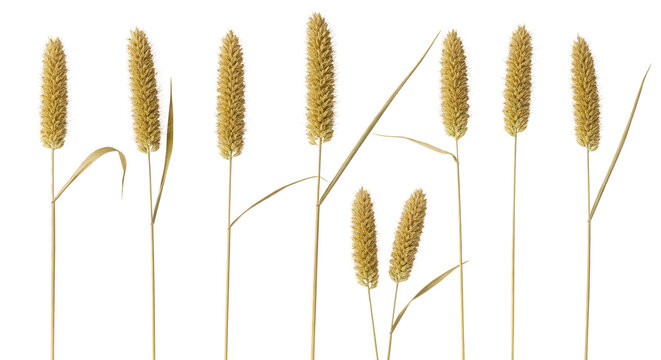 Set of dry Setaria viridis (green foxtail, green bristlegrass and wild foxtail millet) isolated frontal png on a transparent background perfectly cutout