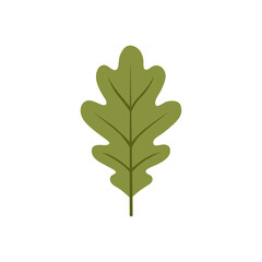 Fototapeta premium Green Oak Leaf Vector Illustration Isolated on White